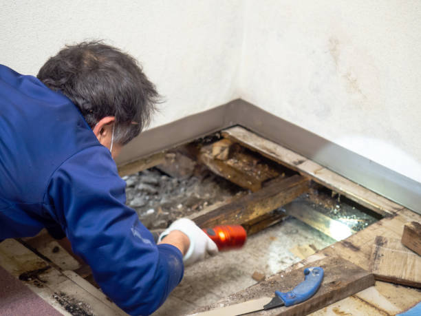 Mold Testing and Removal in Kenhorst, PA