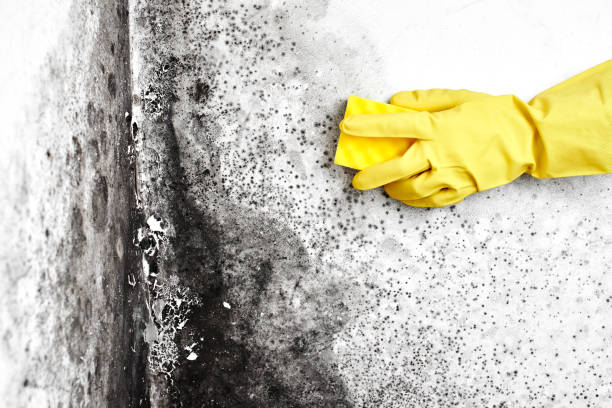 Best Fast Mold Removal  in Kenhorst, PA