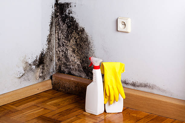 Best Home Mold Removal  in Kenhorst, PA