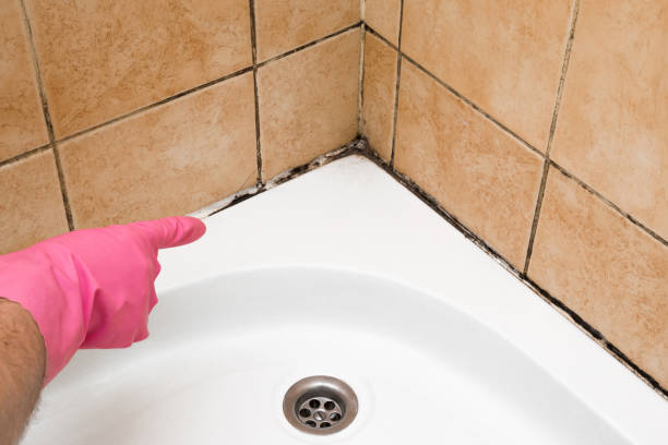 Best Mold Damage Repair  in Kenhorst, PA