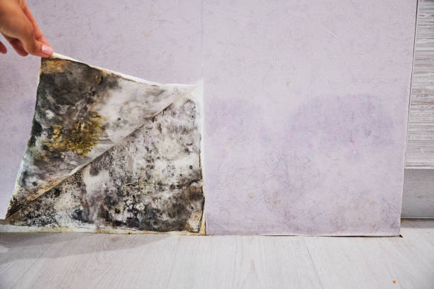 Best Local Mold Removal Service  in Kenhorst, PA